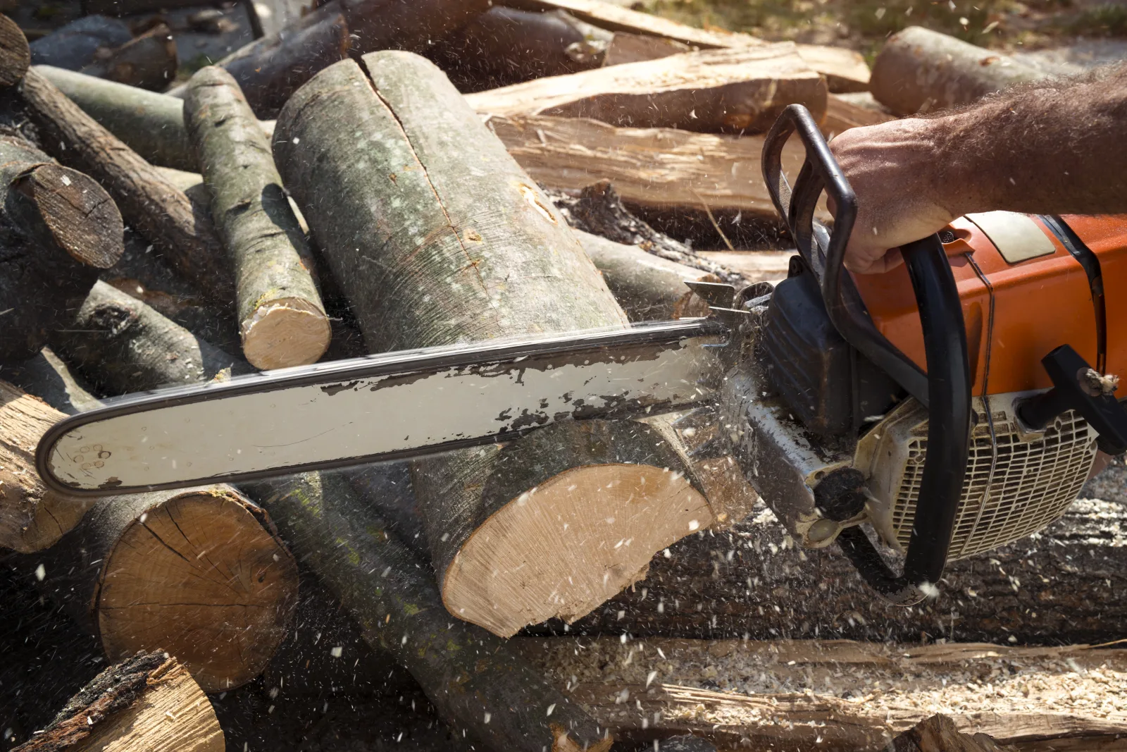 abattage d'arbres