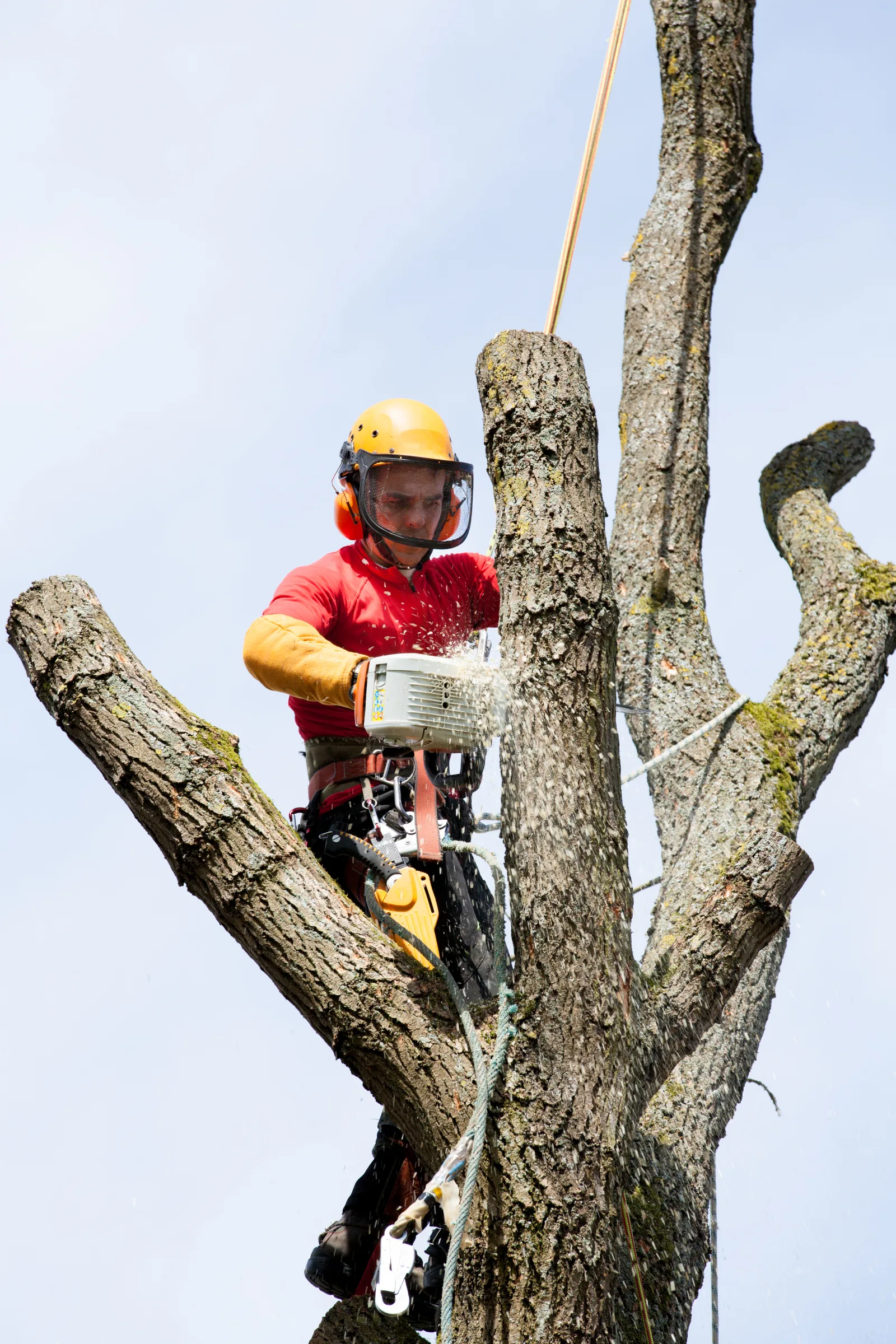 Démontage d'arbre