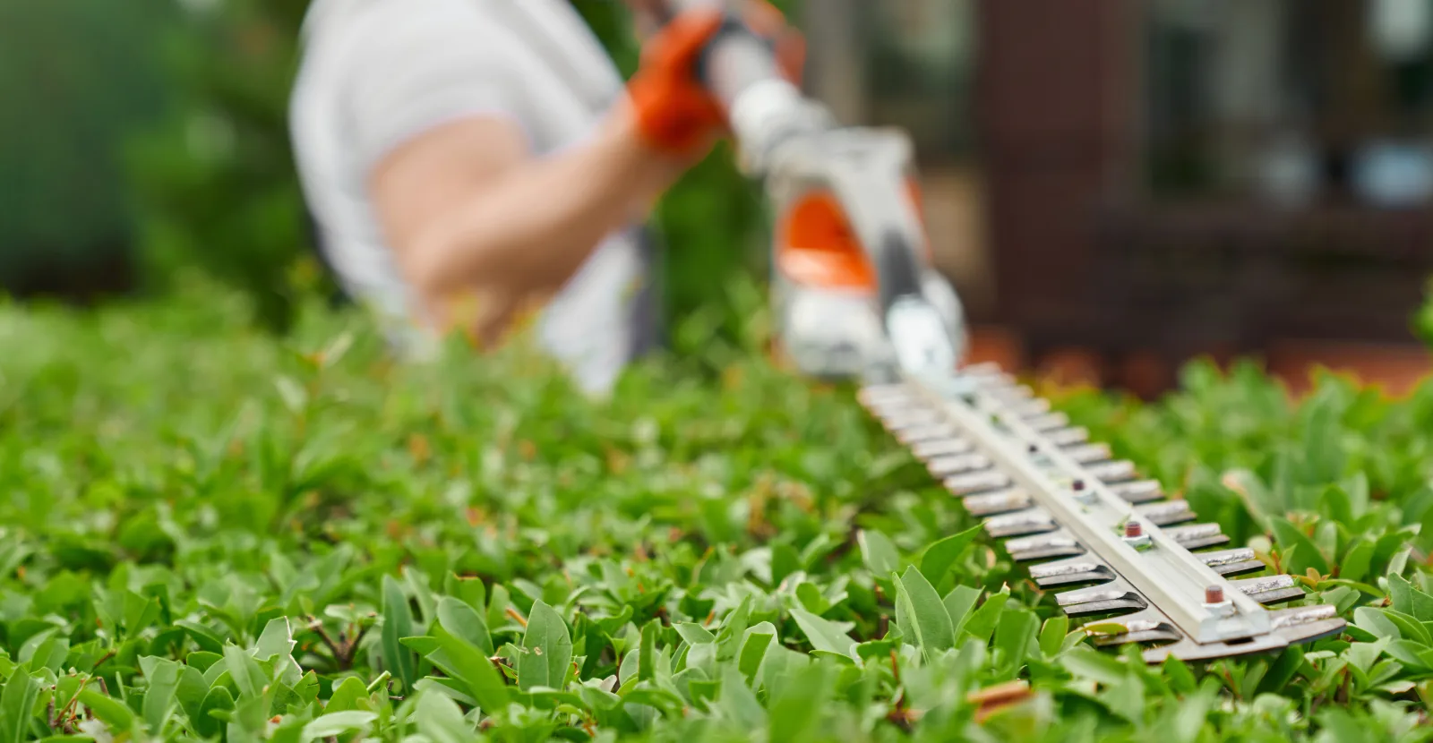 Entretien de jardin