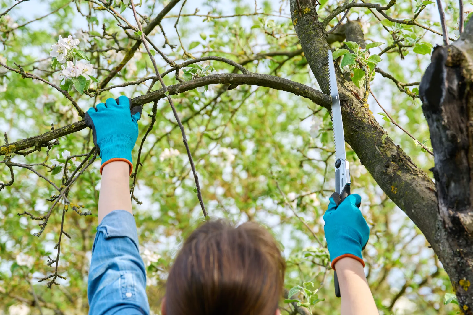 Soins aux arbres